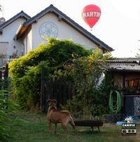 Heißluftballon über dem Garten Hund Territoralverhalten