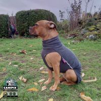 frierender Hund mit Pullover