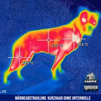 Wärmebild Kurzhaarhund kostenlos