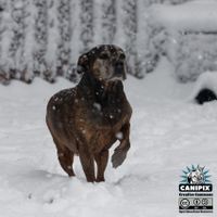 frierender Hund im Schnee