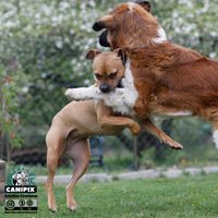 Kampfspiel Hunde Zwacken