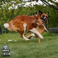 Spielverhalten Hund Umwerfen Überrennen