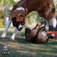 Spielverhalten Hund Überspringen
